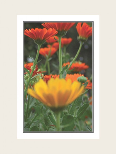 Andenkenbild Blume 3, Bestattung Sterzl